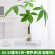 壹植發(fā)財樹(shù)水培植物小盆栽室內客廳辦公室桌面四季好養活水養綠植花卉 40-50cm細桿水培發(fā)財樹(shù)單發(fā)植物1株-送液