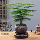勤凱文竹盆栽盆景植物室內(nèi)客廳花卉辦公室桌面綠植好養(yǎng)四季常青大盆栽 造型文竹+紫砂舍得盆+黑金沙+圓 帶盆栽好【送肥料】