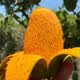 甘賢正宗椰香雞蛋芒果【順豐鎖鮮-可送到家】當季新鮮芒果現摘禮盒裝 單果100-250克 8斤禮盒裝
