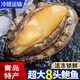 鮮活大鮑魚 大號鮑魚鮮活冷凍生鮮貝類海鮮水產(chǎn)燒烤火鍋食材 1斤裝
