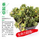 石光小站上水石吸水石植物假山盆景擺件微景觀綠植文竹澳洲杉鐵線蕨清香木菖蒲金絲荷葉銅錢草垂盆草袖珍椰子 垂盆草