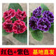 秋穎山東重瓣芙蓉花帶花苞大巖桐盆栽四季開(kāi)花苗好養陽(yáng)臺室內花卉植物 2盆劃算：紅花+紫花