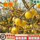 黛陌四季梅花樹(shù)苗冬季原生苗骨里紅梅濃香型庭院盆栽地栽花卉苗木 素心重生臘梅【當年開(kāi)花】 其他