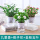綠有意綠蘿水培綠植物盆栽室內(nèi)發(fā)財(cái)樹富貴竹文綠籮薄荷多肉花卉四季好養(yǎng) 九里香+梔子花+金枝玉葉+液 含盆