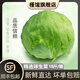 槿饈球生菜18斤 漢堡圓生菜西生菜輕食煎餅西餐食材新鮮沙拉蔬菜 18斤裝