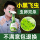 皎潔家用花盆花土壤殺蟲劑滅花卉植物里面有小黑飛非專殺蟲蟲凈飛蟲藥 1瓶
