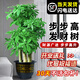 臨雅步步高發(fā)財樹(shù)三桿原生客廳大盆栽大型綠植喬遷新居辦公室開(kāi)業(yè)送禮 三桿步步高1.3-1.4米+塑料福字盆