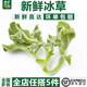 千牛優(yōu)福新鮮冰草150g-300g 冰菜非洲冰葉野菜沙拉蔬菜 涼拌冰草 300g/2盒
