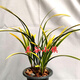 黃金萬(wàn)兩蘭花苗建蘭大金邊濃香鮮花卉盆栽室內(nèi)綠植物好養(yǎng)陽(yáng)臺(tái)室內(nèi) 5苗連體