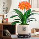 花行榜盆栽綠植花卉圓頭和尚 精品君子蘭10-12片（米白福瓷盆）源頭直發(fā)