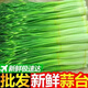 新鮮蒜苔新蒜薹斤蒜毫蔬菜批發(fā)蒜苗鮮蒜苔速發(fā) 3斤精選