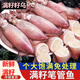 全籽帶籽籽烏鮮活海鮮水產(chǎn)真籽純籽滿籽籽烏小海兔筆管魚小烏賊 滿籽筆管魚【8-12只/ 斤】 3斤