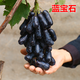 四季葡萄苗盆栽爬藤果樹(shù)當年結果藍寶石葡萄樹(shù)苗北方品種南方種植葡萄大苗 【新品種藍寶石四年苗】當年結果 50cm(含)-60cm(不含)