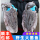 七葉島【2-9斤大墨魚】超大青島海鮮鮮活八爪魚烏賊目魚新鮮鹵水墨魚 一條3斤