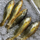 【小黃魚(yú)】 象山石浦當天小木船內港東海小黃魚(yú) 舟山小黃魚(yú)500g 小黃魚(yú)【5-6條/斤】   1斤
