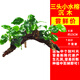 共度（Gong Du）魚(yú)缸造景莫斯沉木水榕活體無(wú)土植物懶人增氧真水草趴地矮珍珠陀草 三頭小水榕沉木