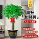 臨雅發(fā)財樹綠植物客廳盆栽大棵室內(nèi)擺大型步步高招財樹辦公室喬遷開業(yè) 獨桿發(fā)財樹1.3-1.4米+福字款