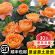 坤卉【養死補發(fā)】陽(yáng)臺盆栽月季花四季開(kāi)花玫瑰花樹(shù)苗耐寒耐旱灌木月季 果汁陽(yáng)臺（原盆原土發(fā)貨）