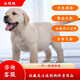果粒之星純種拉布拉多犬活體寵物狗拉布拉多幼犬導(dǎo)盲犬尋回犬大型犬 寵物級(jí)