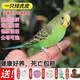 虎皮鸚鵡活鳥(niǎo)會(huì )說(shuō)話(huà)的手養鸚鵡寵物小鳥(niǎo)幼鳥(niǎo)活體活物觀(guān)賞鳥(niǎo)類(lèi) 純血統綠虎皮(馬上說(shuō)話(huà))