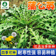 農點(diǎn)贊蒲公英野菜種子婆婆丁一年四季庭院陽(yáng)臺盆栽易栽種可食用蔬菜種子 蒲公英種子3克*2袋