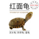 八戒姐姐八戒家的烏龜紅面蛋龜苗水龜小烏龜活物觀(guān)賞龜寵物龜深水龜 紅面1-2cm