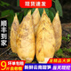 夢茜兒現(xiàn)挖冬筍 新鮮大竹筍8斤廣西野生毛筍黃泥春冬筍天目正宗瀘州 5斤 大筍【4-6兩】
