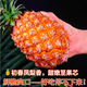 海南金鉆鳳梨新鮮水果禮盒當季香水菠蘿特產(chǎn)應季當樹(shù)上自然 品質(zhì)裝1顆[手工精選]