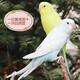 朗繽 鸚鵡活體鳥(niǎo)活物虎皮鸚鵡寵物活鳥(niǎo)玄鳳鸚鵡手養鳥(niǎo)會(huì )說(shuō)話(huà)幼鳥(niǎo)幼崽 黃色虎皮+白色虎皮（一公一母）