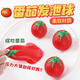 西紅柿捏捏樂(lè)減壓玩具番茄發(fā)泄水球創(chuàng)意解壓神器 百變番茄捏捏樂(lè)【1個(gè)】