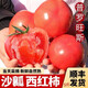 GANXIAN普羅旺斯沙瓤西紅柿【順豐】現(xiàn)摘自然熟沙瓤番茄頭茬水果蔬菜生吃 5斤彩箱裝（有空格）