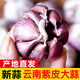 辰實(shí)【新干蒜】新鮮紫皮大蒜 大蒜頭 云南獨頭蒜 腌制臘八蒜糖醋蒜 2.8斤（云南紫皮多瓣蒜）推薦