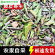 北京同仁堂原料寄生茶100%25廣西黃彈寄生黃枇寄生木黃彈子 1斤/正版黃皮樹寄生-今年新貨