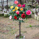 素蜜嫁接樹(shù)狀月季樹(shù)樁苗月季大花濃香四季開(kāi)花庭院盆栽地栽棒棒糖月季