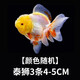 金魚（Jinyu）【精品高質(zhì)】蘭壽金魚淡水錦鯉觀賞魚國粹耐活好養(yǎng) 泰獅3條4-5CM【顏色隨機(jī)】