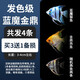 CRAZY PLANT七彩神仙魚觀賞魚活體熱帶埃及神仙魚好養(yǎng)耐活淡水冷水小金魚苗 發(fā)色級藍(lán)魔金鼎買3+1