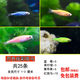 卡奇魚(yú) 小型熱帶魚(yú) 斑馬魚(yú) 群游燈科魚(yú) 卵生魚(yú) 觀(guān)賞魚(yú) 淡水魚(yú)好養耐活魚(yú) 四色炫彩斑馬套餐