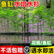 臨雅水杉水培魚(yú)缸造景溪流缸水杉盆栽盆景魚(yú)池水生植物綠植水草室內外 水杉20-30cm高5棵