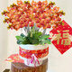 Only you【兩小時(shí)達(dá)】金桔蝴蝶蘭帶花苞花盆真花蘭花開業(yè)喬遷送禮 30株橘色（瓷盆隨機(jī)）