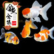 墨一觀賞魚金魚活魚金魚活體淡水冷水好養(yǎng)招財小型錦鯉魚錦鯽魚草金魚 05-07cm隨機(jī)金魚10條