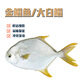 乃鮮海產(chǎn)品鮮活金鯧魚 金槍魚 倉魚 新鮮現(xiàn)撈整條活凍真空 金鯧魚0.8-1.1斤/條隨機發(fā) 四條實惠價