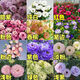 譽(yù)滿園洋桔?；ǚN子易活花草開花不斷陽臺(tái)室外花種籽子花卉盆栽四季易活 混色洋桔梗種子1000粒+肥料1包 8.8