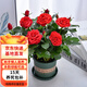 歐芽大花玫瑰花盆栽帶花苞室內陽(yáng)臺好養易活開(kāi)花花卉盆栽 大紅色 含育苗盆