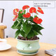 花友花卉紅掌盆栽辦公室客廳室內開(kāi)花好養植物水培大花朵教師節 紅掌【含梅青瓷盆】