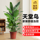 植季天堂鳥(niǎo)盆栽客廳綠植辦公室內大型植物新房家用吸甲醛花卉凈化空氣 6-7株-1.6-1.7米-原生膠盆 含盆