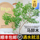 臨雅馬醉木水培植物鮮切枝條盆栽活樹(shù)室內小綠植日本吊鐘樹(shù)苗客廳水培 兩支裝【50cm-60cm左右】