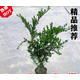 秋穎雀舌皺皮黃楊盆景 四季常青小葉黃楊 易活耐寒盆景苗 推：4年苗45-60高 原土發(fā)貨】