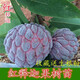垣梔釋迦果樹(shù)苗鳳梨釋迦果樹(shù)樹(shù)苗當年結果佛陀果番荔枝苗 南方北方種 紅色釋迦果苗 3年苗 好成活