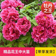 臨雅牡丹花苗正宗山東菏澤洛陽芍藥鮮花大苗室外盆栽重瓣觀賞樹苗花卉 牡丹花王大苗