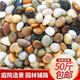大海邊【12倉(cāng)速發(fā)】50斤鵝卵石鋪路鋪地庭院園林造景天然大小魚缸雨花石 【50斤裝精拋五彩】2.0-3.0cm